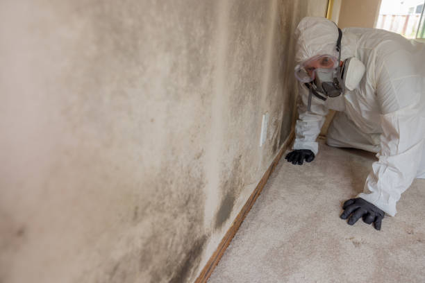 Best Mold Remediation for Rental Properties  in USA